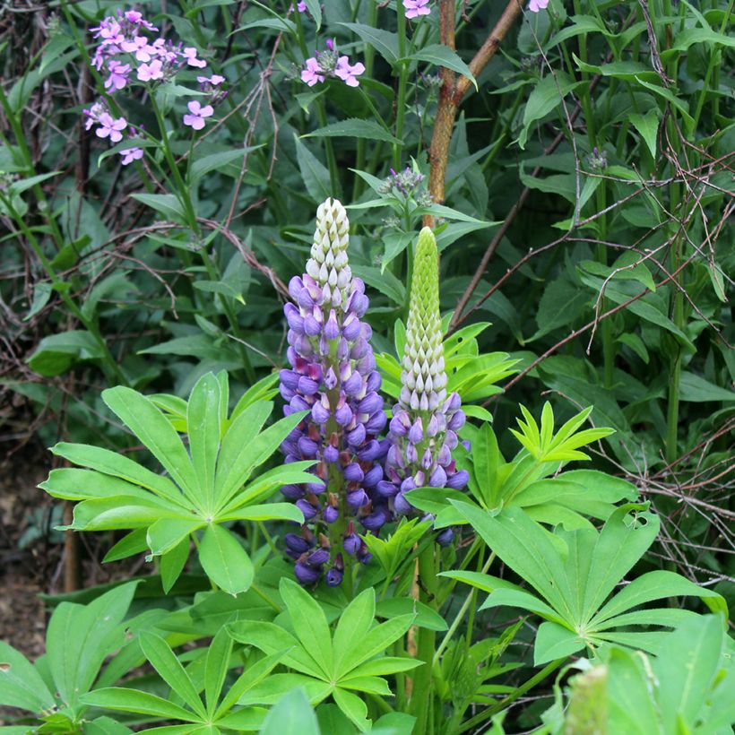 Staudenlupine Gallery Blue (Flowering)