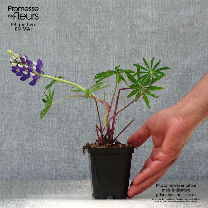 Exemplar von Staudenlupine Gallery Blue Kleine Töpfe von 8/9 cm wie im Frühjahr geliefert