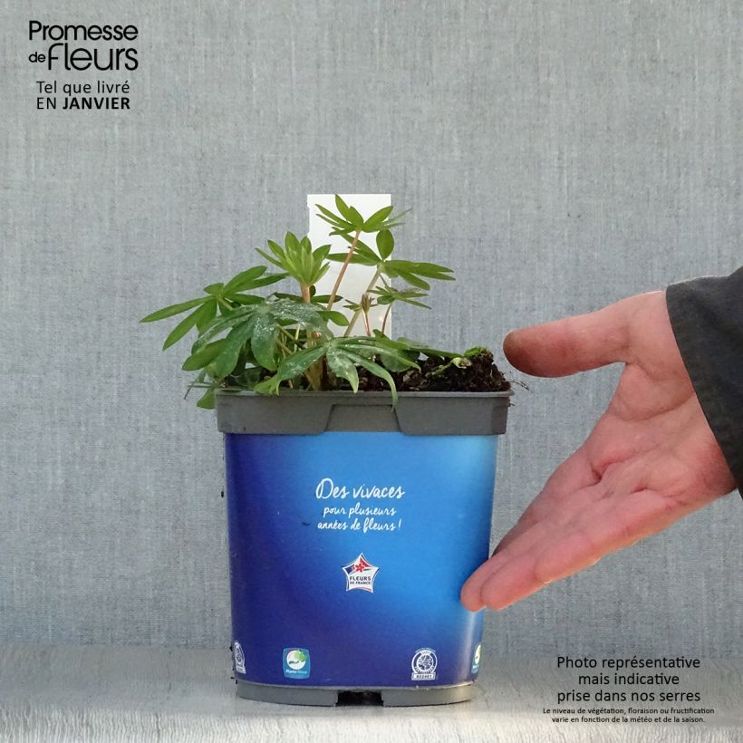 Exemplar von Staudenlupine Gallery Blue Topf mit 2L/3L wie im Winter geliefert