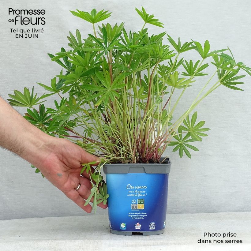 Example of Staudenlupine Gallery Blue Topf mit 2L/3L as you get in ete