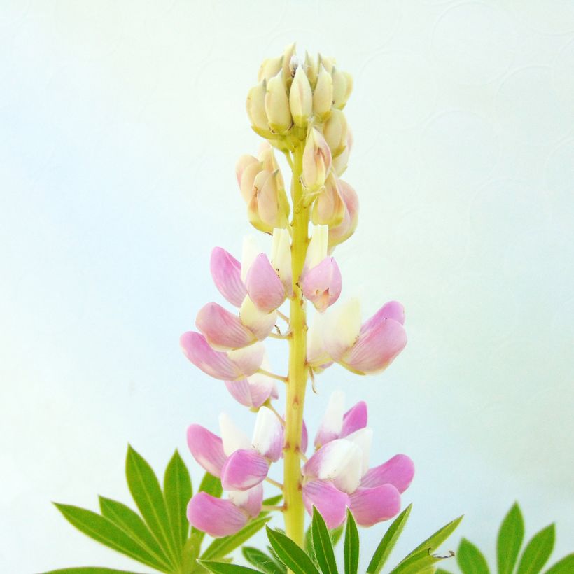 Staudenlupine Gallery Pink (Flowering)