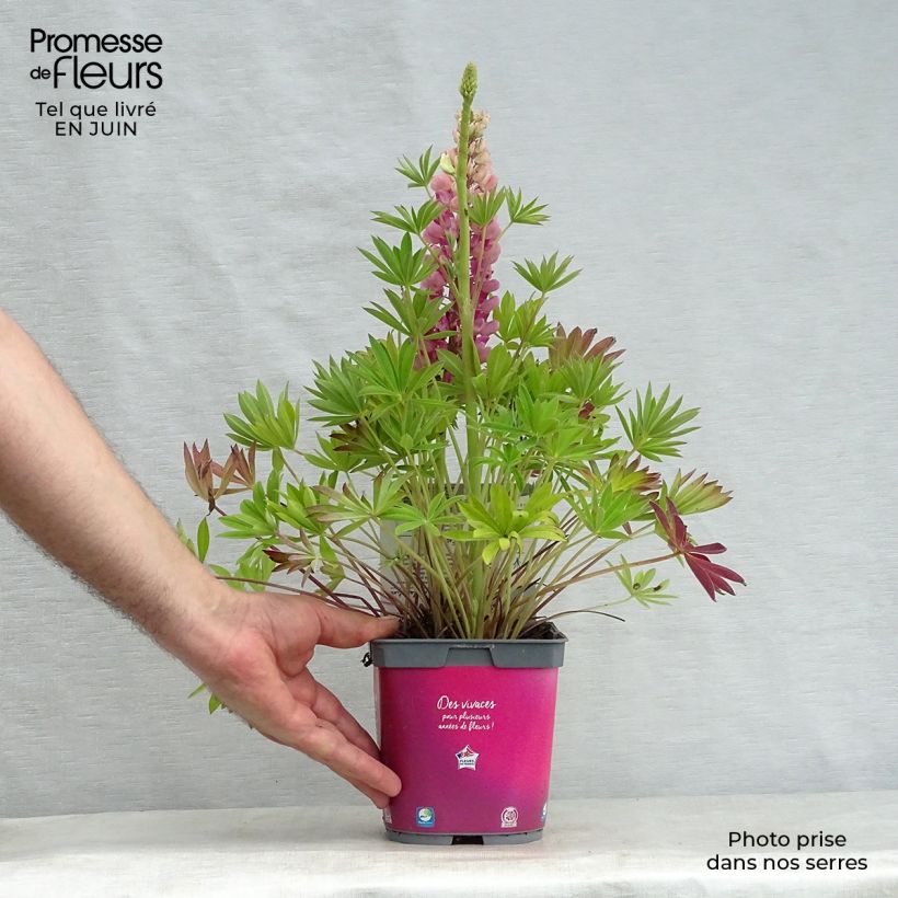 Example of Staudenlupine Gallery Pink Topf mit 2L/3L as you get in ete