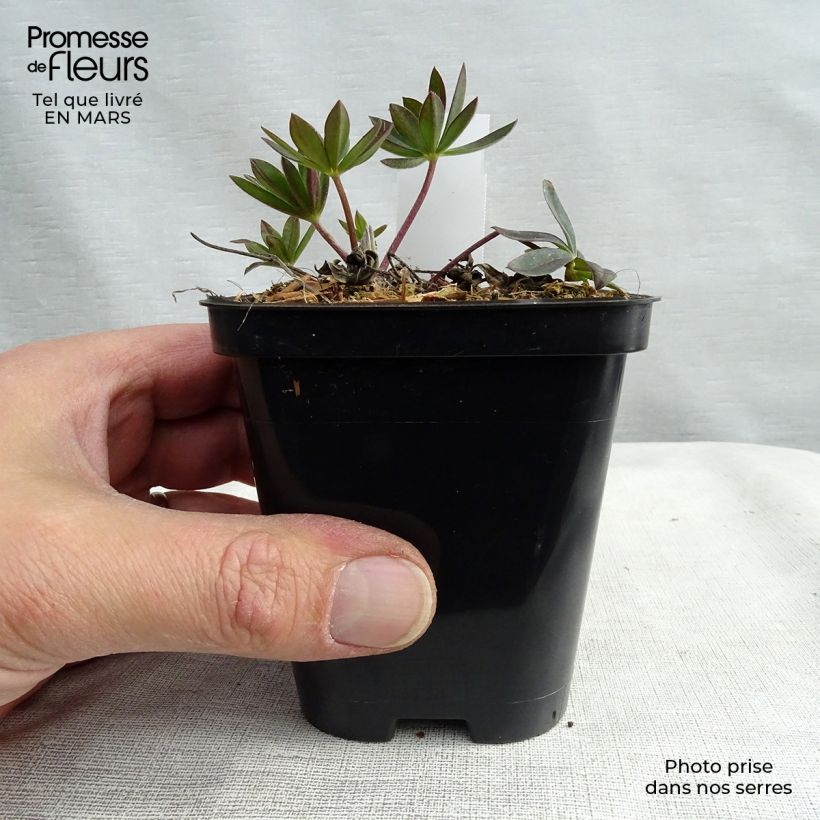 Exemplar von Staudenlupine Gallery Red Kleine Töpfe von 8/9 cm wie im Frühjahr geliefert