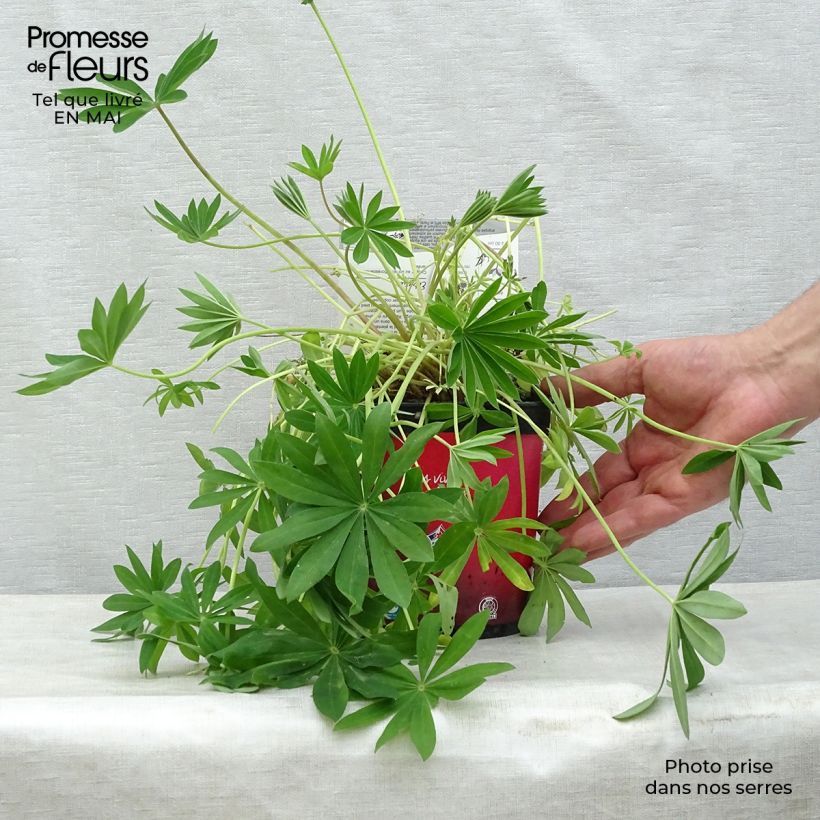 Exemplar von Staudenlupine Gallery Red Topf mit 2L/3L wie im Frühjahr geliefert