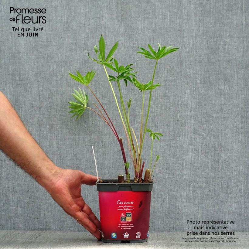 Example of Staudenlupine Gallery Red Topf mit 2L/3L as you get in ete