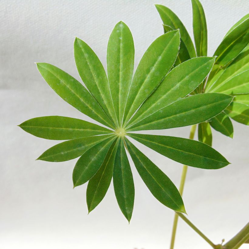 Staudenlupine Gallery White (Foliage)