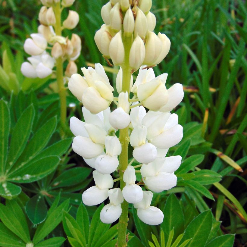 Staudenlupine Gallery White (Flowering)