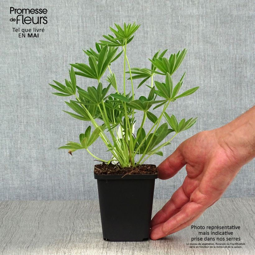 Exemplar von Staudenlupine Gallery White Kleine Töpfe von 8/9 cm wie im Frühjahr geliefert