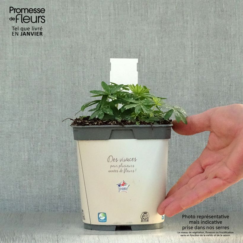 Exemplar von Staudenlupine Gallery White Topf mit 2L/3L wie im Winter geliefert