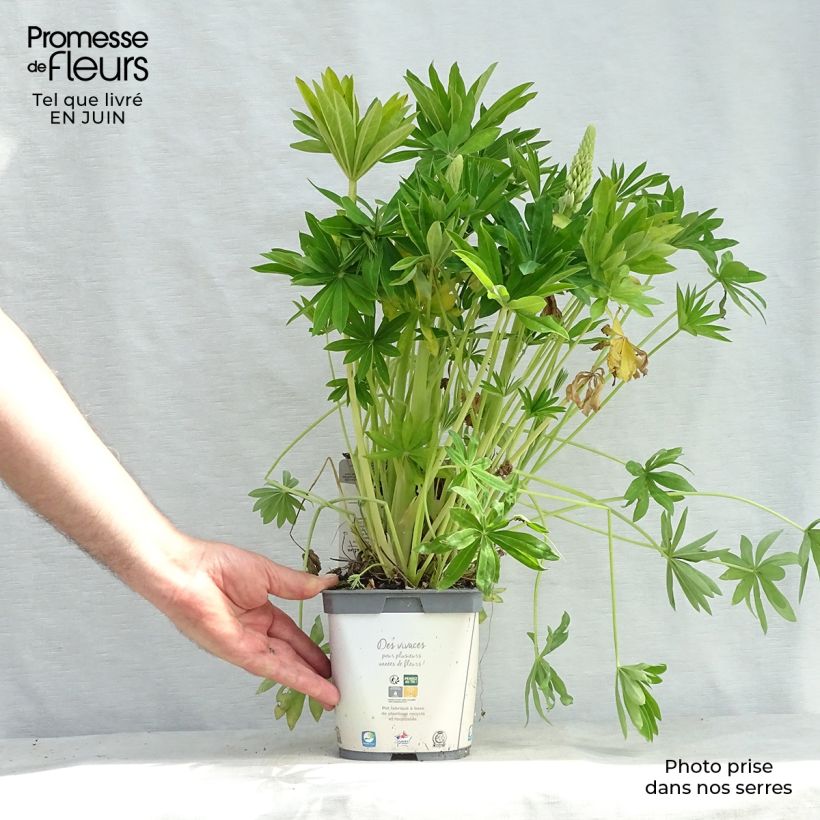Example of Staudenlupine Gallery White Topf mit 2L/3L as you get in ete