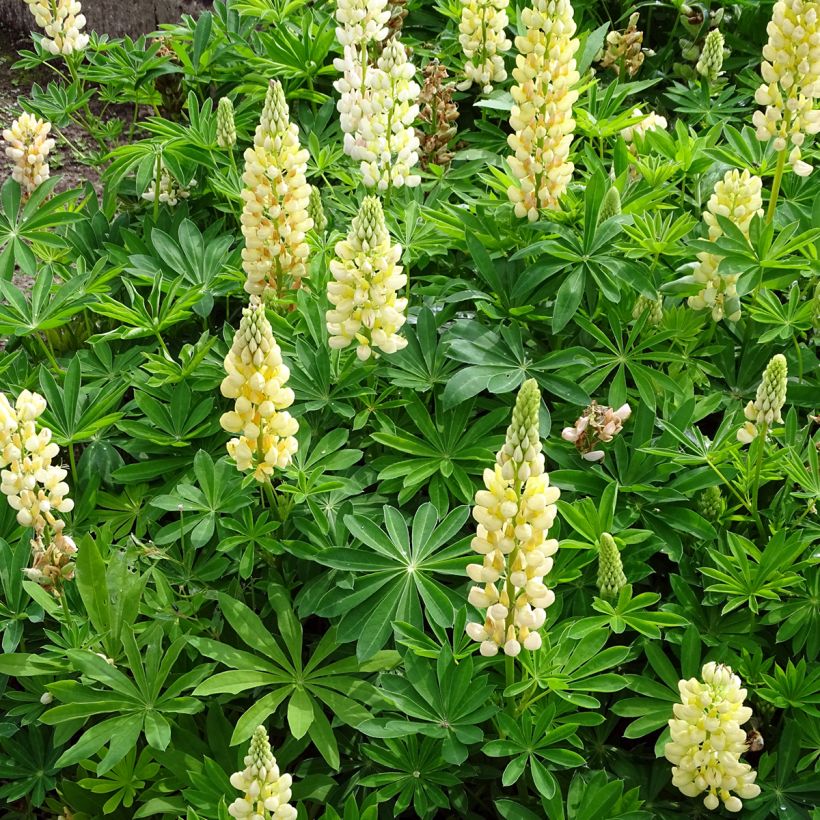 Staudenlupine Gallery Yellow (Plant habit)