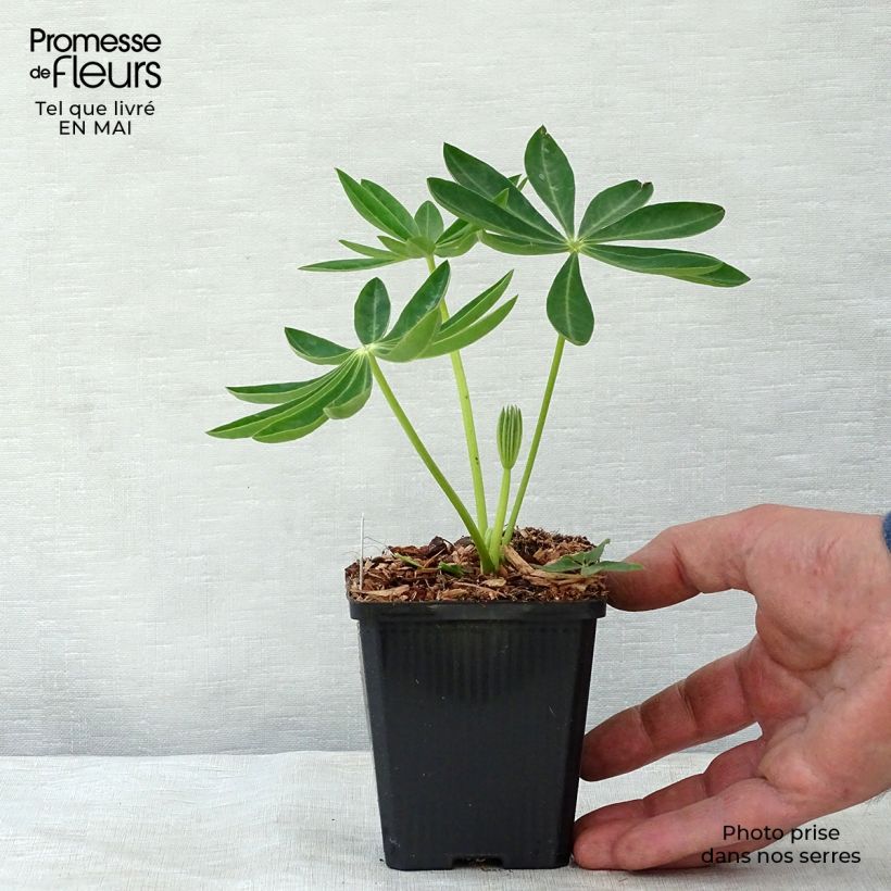 Exemplar von Staudenlupine Gallery Yellow Kleine Töpfe von 8/9 cm wie im Frühjahr geliefert