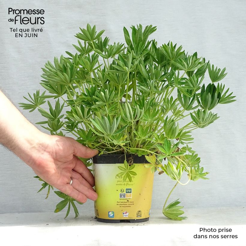 Example of Staudenlupine Gallery Yellow Topf mit 2L/3L as you get in ete