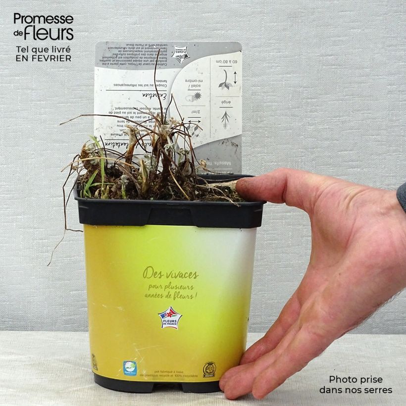 Exemplar von Staudenlupine Gallery Yellow Topf mit 2L/3L wie im Winter geliefert