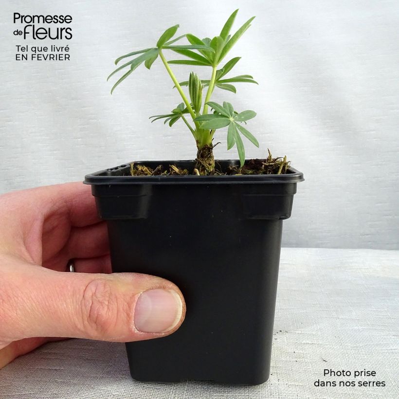 Exemplar von Staudenlupine Noblemaiden Kleine Töpfe von 7/8 cm wie im Winter geliefert