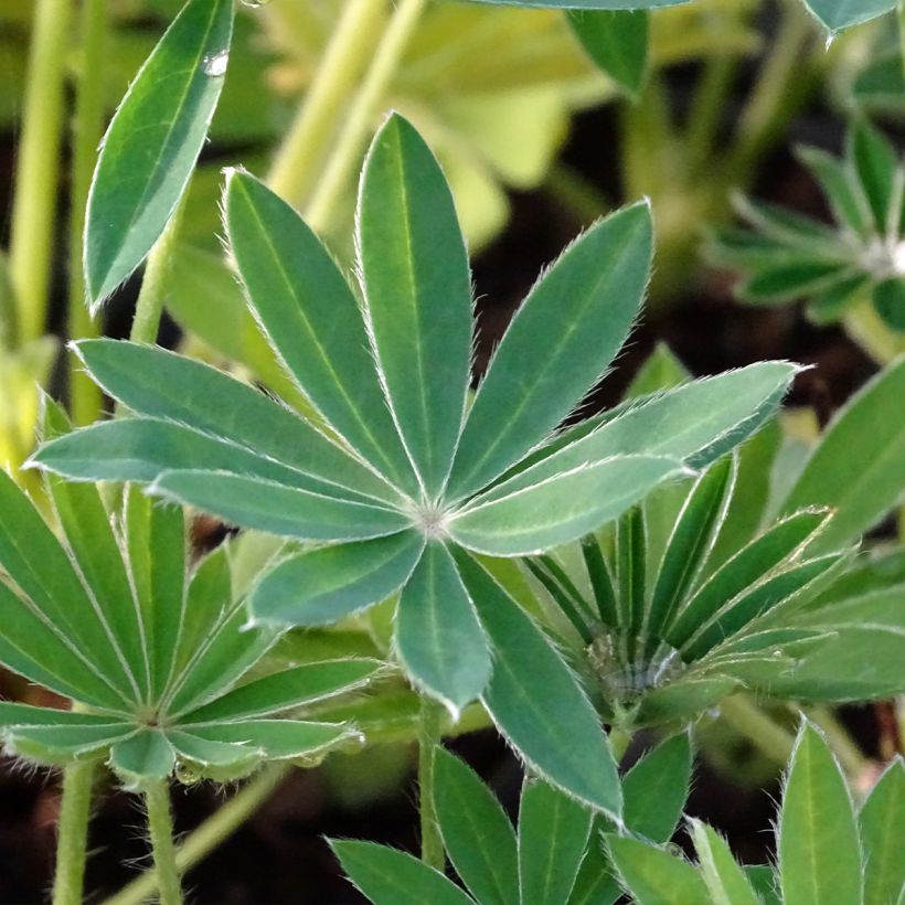Staudenlupine Noblemaiden (Foliage)