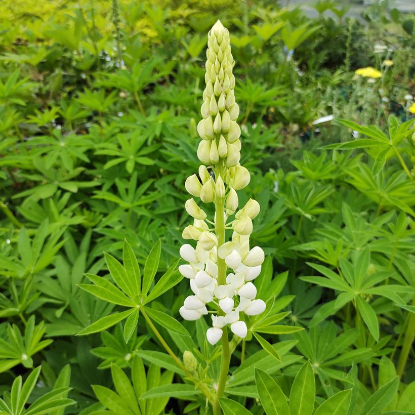 Staudenlupine Noblemaiden (Flowering)