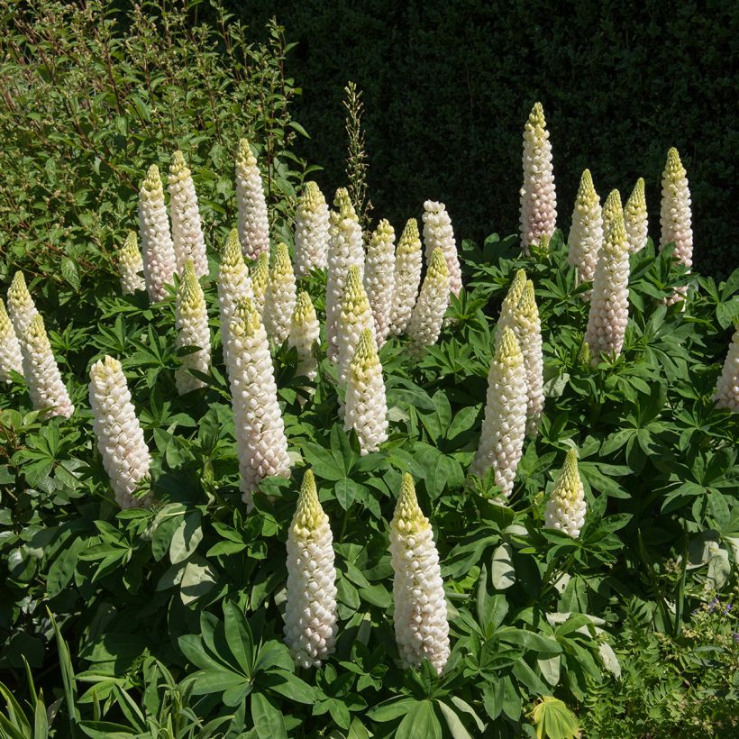 Staudenlupine Noblemaiden (Plant habit)