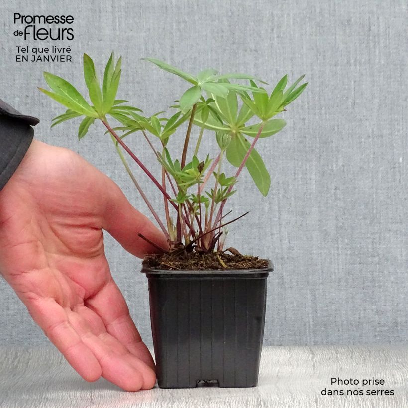 Exemplar von Staudenlupine The Governor Kleine Töpfe von 7/8 cm wie im Winter geliefert