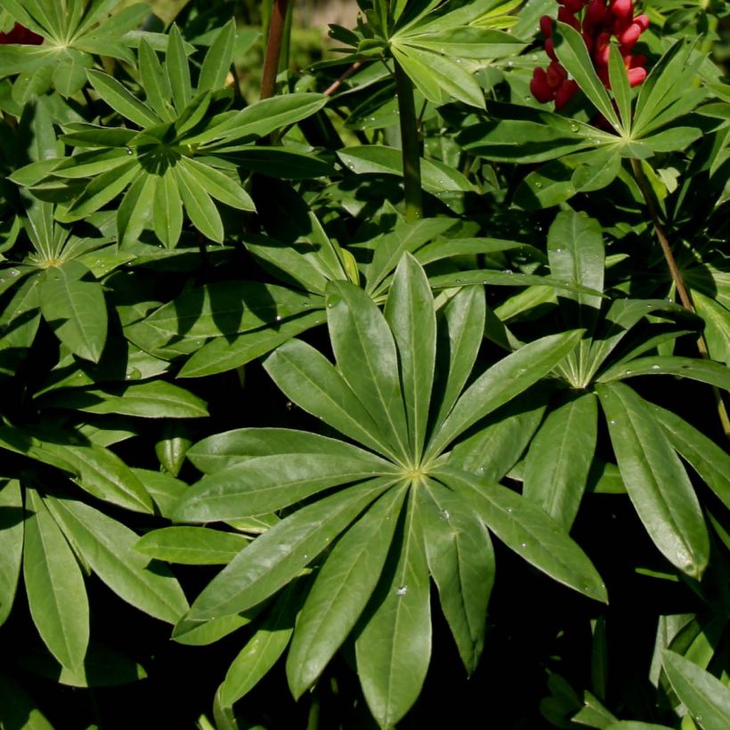 Staudenlupine Les Pages (Foliage)