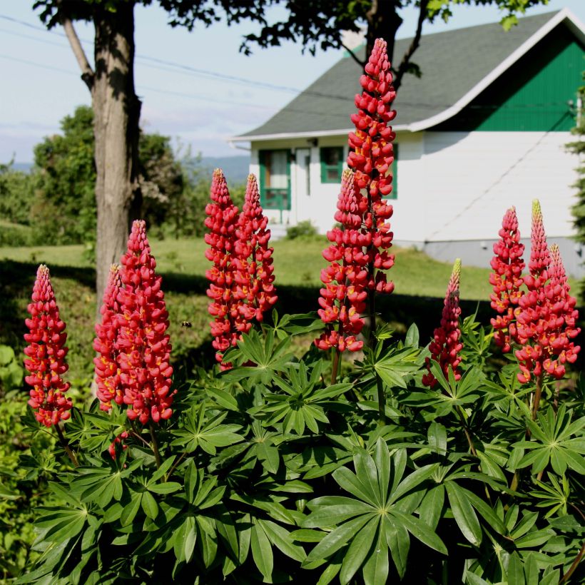Staudenlupine Les Pages (Plant habit)