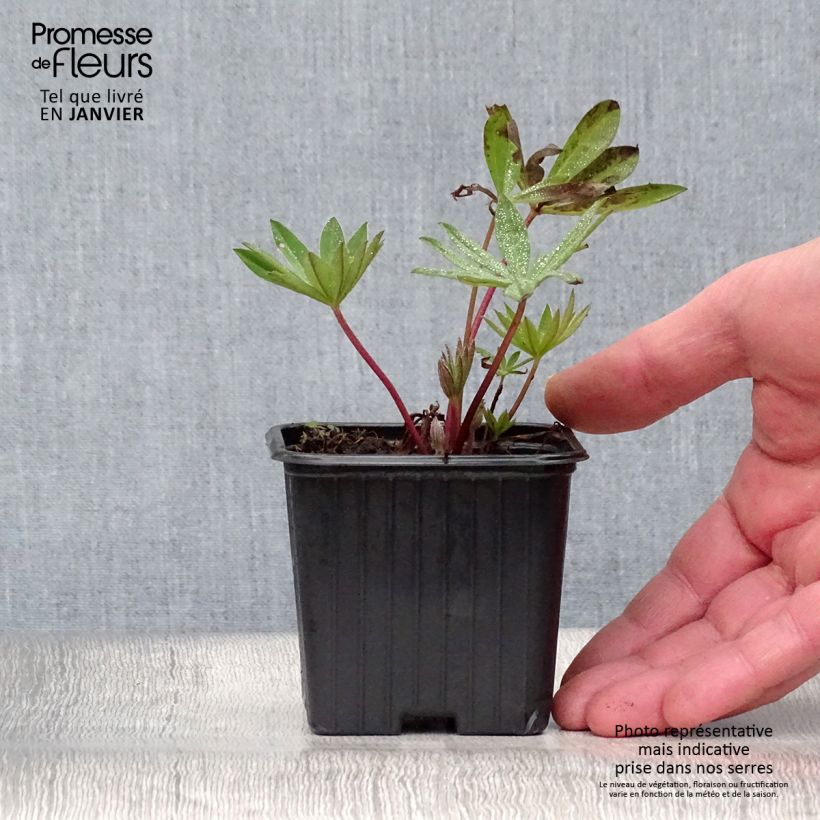 Exemplar von Staudenlupine My Castle Kleine Töpfe von 7/8 cm wie im Winter geliefert