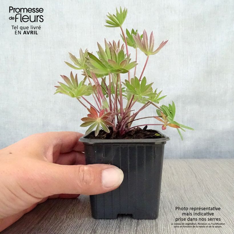 Exemplar von Staudenlupine My Castle Kleine Töpfe von 7/8 cm wie im Frühjahr geliefert