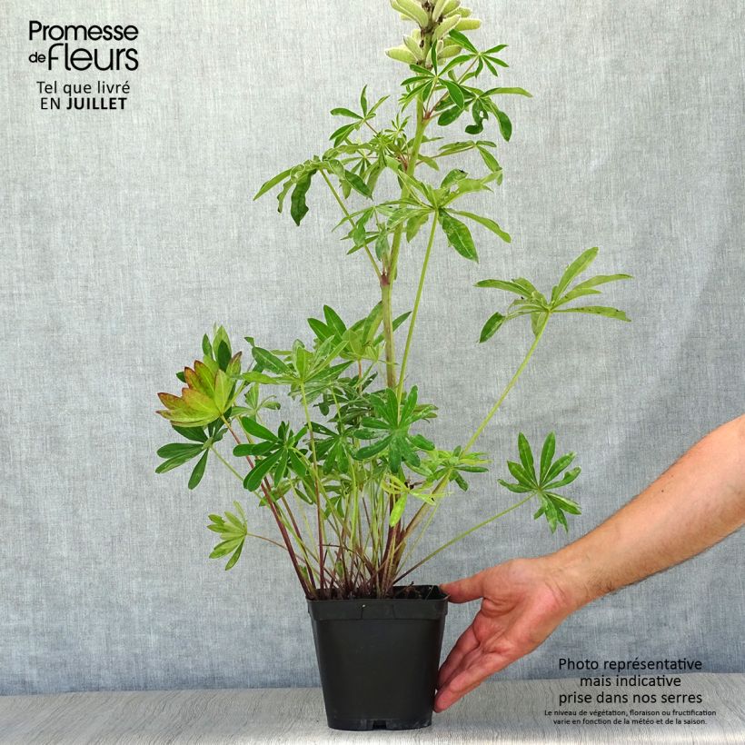 Exemplar von Staudenlupine My Castle Topf mit 2L/3L wie im Sommer geliefert