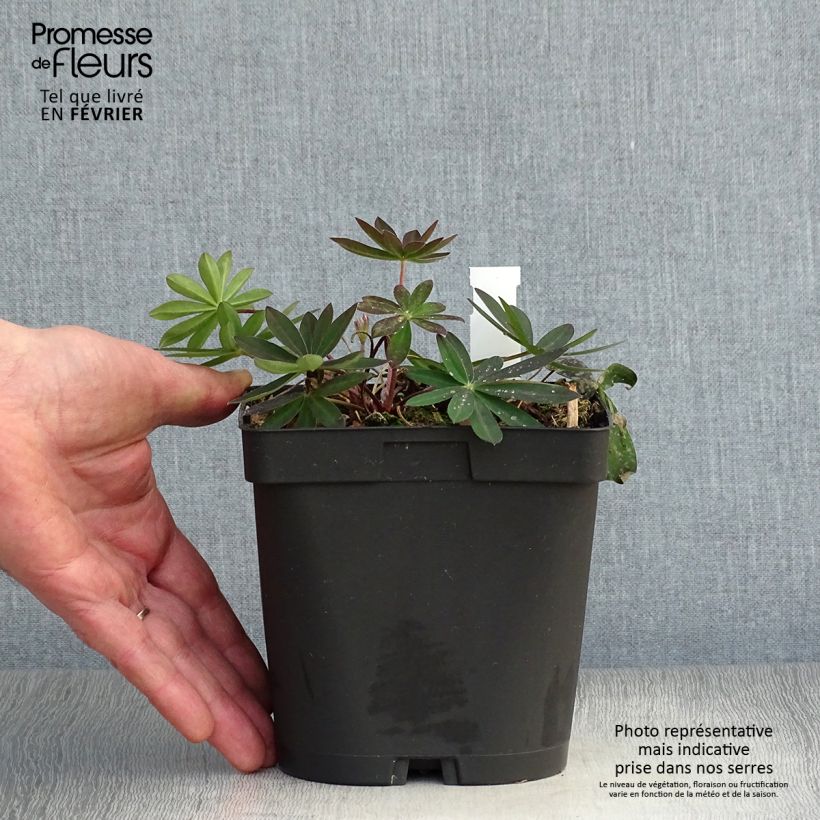 Exemplar von Staudenlupine My Castle Topf mit 2L/3L wie im Winter geliefert