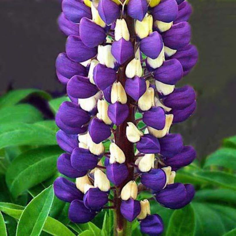 Staudenlupine Purple Emperor (Flowering)