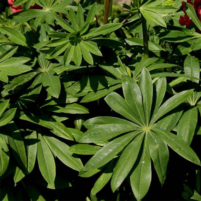 Staudenlupine Russell Band of Nobles (Foliage)