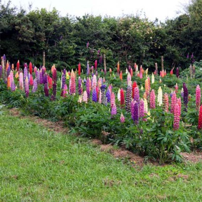 Staudenlupine Russell Band of Nobles (Flowering)