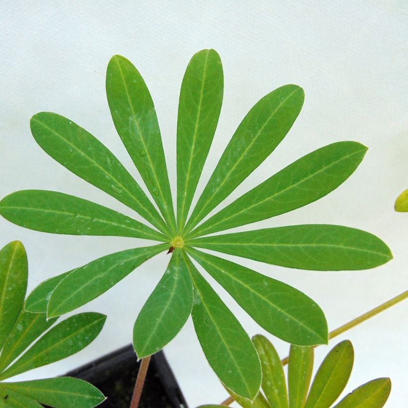 Staudenlupine West Country Manhattan Lights (Foliage)