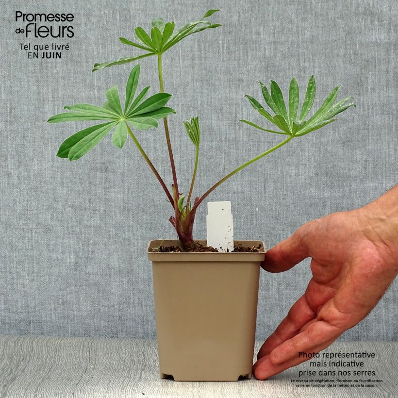 Exemplar von Staudenlupine West Country Manhattan Lights Kleine Töpfe von 8/9 cm wie im Sommer geliefert