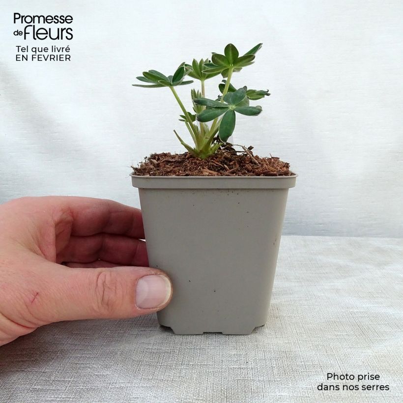Exemplar von Staudenlupine Masterpiece Kleine Töpfe von 8/9 cm wie im Winter geliefert