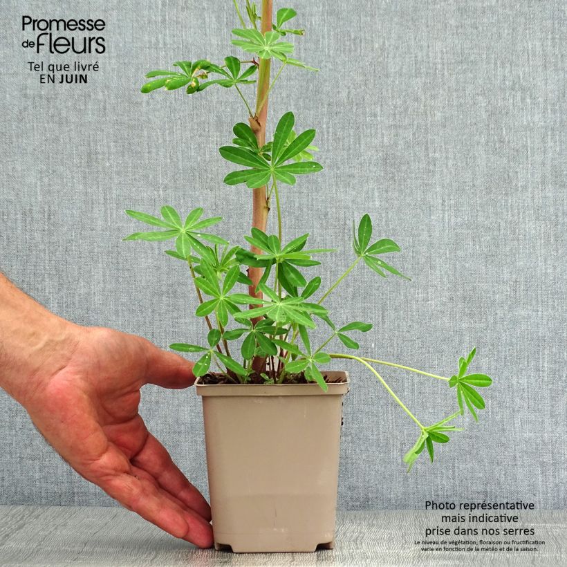 Example of Staudenlupine Masterpiece Kleine Töpfe von 8/9 cm as you get in ete
