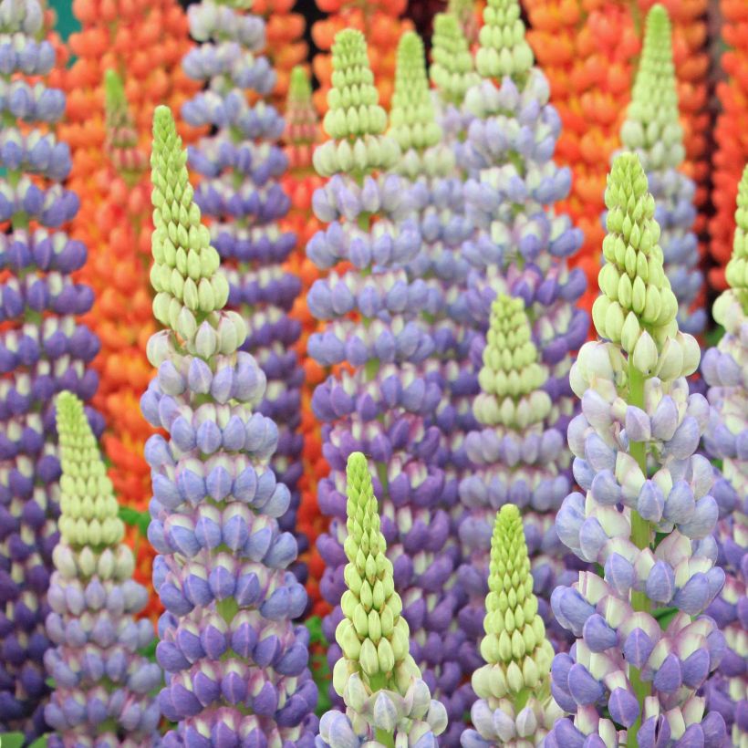 Staudenlupine West Country Persian Slipper (Flowering)
