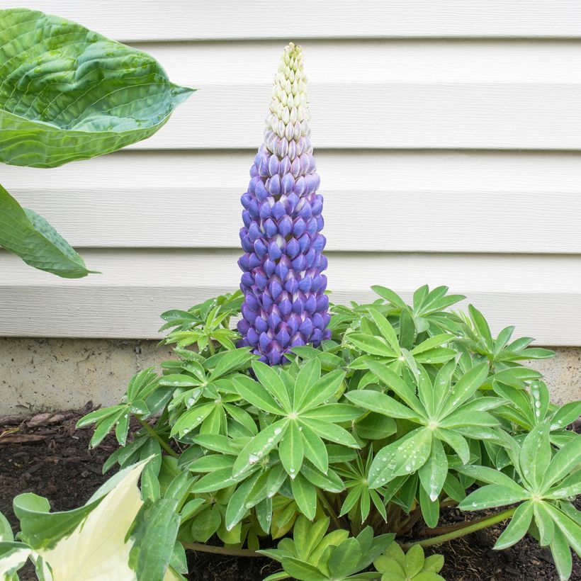 Staudenlupine West Country Persian Slipper (Plant habit)