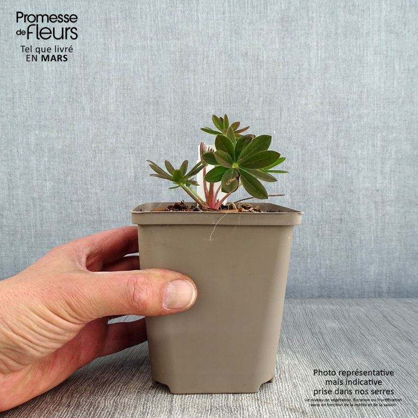 Example of Staudenlupine West Country Salmon Star Topf 10 cm/11cm as you get in hiver
