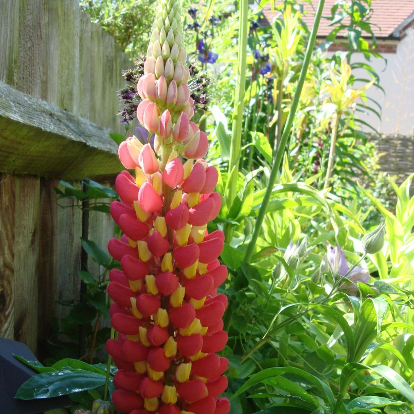 Staudenlupine West Country Tequila Flame (Flowering)