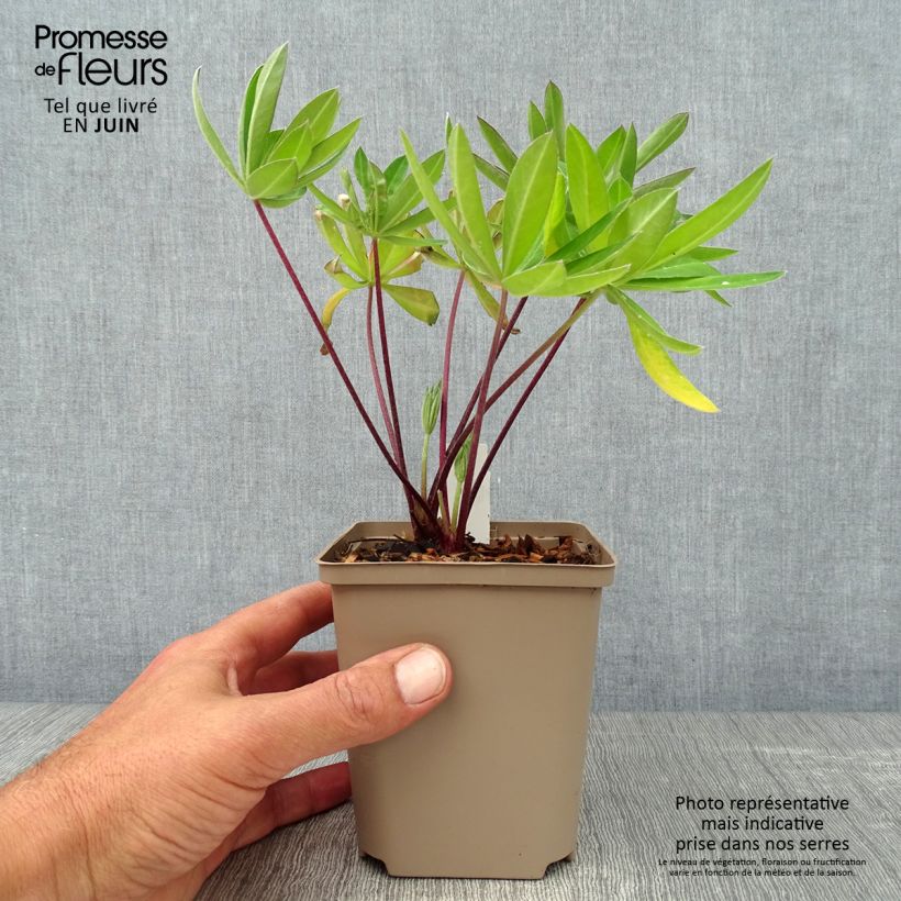 Exemplar von Staudenlupine West Country Tequila Flame Topf 10 cm/11cm wie im Sommer geliefert
