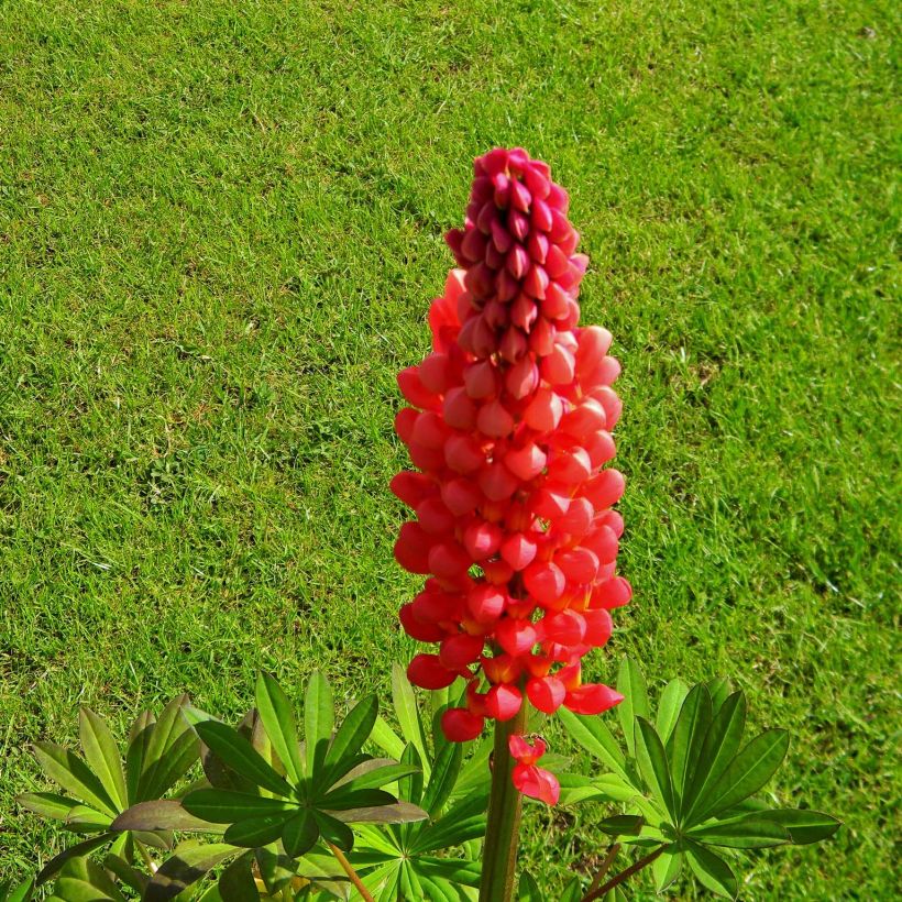 Staudenlupine West Country Towering Inferno (Flowering)