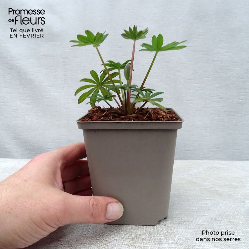 Example of Staudenlupine West Country Towering Inferno Topf 10 cm/11cm as you get in hiver