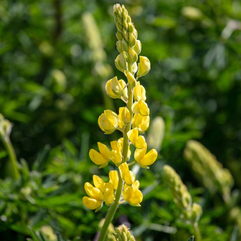 Baum-Lupine - Lupinus arboreus (Flowering)