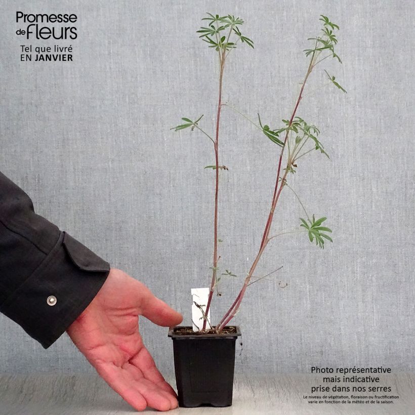 Exemplar von Baum-Lupine - Lupinus arboreus Kleine Töpfe von 7/8 cm wie im Winter geliefert