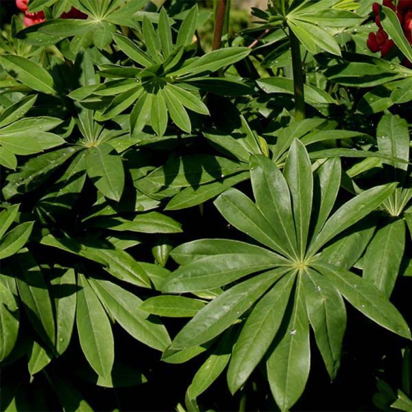 Staudenlupine My Castle (Foliage)