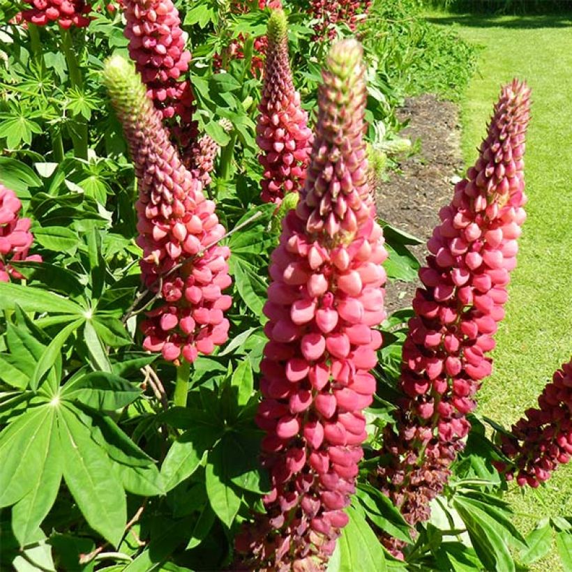 Staudenlupine My Castle (Flowering)