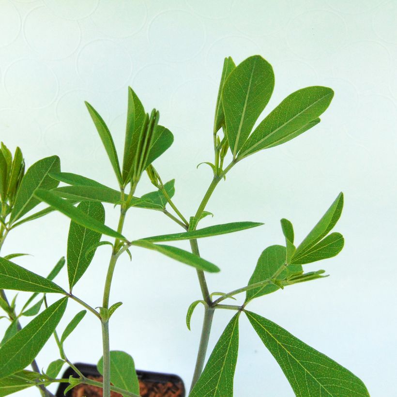 Baptisia Purple Smoke - Indigolupine (Foliage)