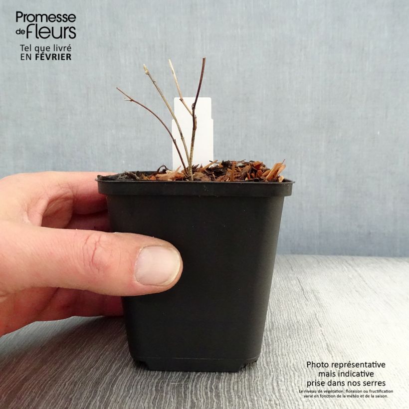 Exemplar von Baptisia Purple Smoke - Indigolupine Kleine Töpfe von 8/9 cm wie im Winter geliefert