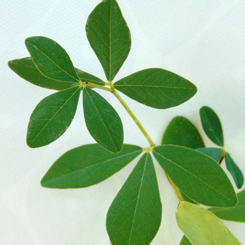 Baptisia Twilight Prairie Blues - Indigolupine (Foliage)